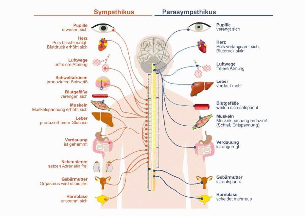 Yogastudie - Sympathikus und Parasympathikus