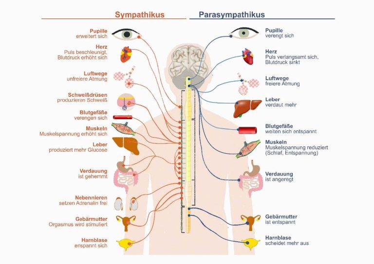 Yogastudie - Sympathikus und Parasympathikus